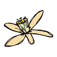 clipart de fleur de citron de vecteur. illustration de fleur dessinée à la main. pour l'impression, le web, le design, la décoration, le logo. vecteur