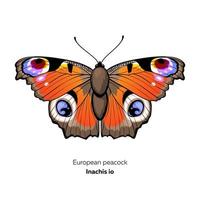 papillon paon européen, inachis io, illustration vectorielle vecteur