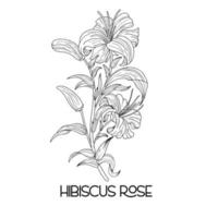 contour vectoriel d'illustration de fleur d'hibiscus dessiné à la main. coquelicot, jonquilles, tulipe, tournesol, marguerite. fleur de parfum d'hibiscus hawaïen ou rose de chene mauve.