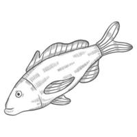 croquis dessiné à la main de doodle isolé de poisson de pêche avec style de contour vecteur