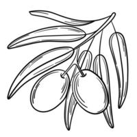 branche d'olivier simple dessinée à la main pour votre conception vecteur