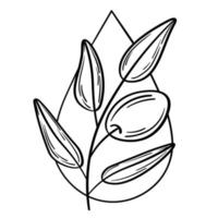logo simple pour produit d'olive vecteur