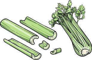 illustration vectorielle de céleri. gravure végétale. céleri isolé. nourriture végétarienne détaillée. produit du marché agricole