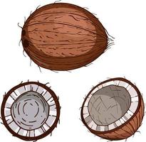 noix de coco dessinée à la main. croquis illustration vectorielle de nourriture tropicale. fruit de cocotier isolé sur fond blanc vecteur