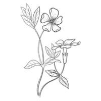 illustration graphique de fleur de pervenche. vecteur