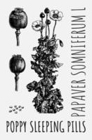 dessin vectoriel de pavot à opium, somnifères au pavot. illustration dessinée à la main. le nom latin est papaver somniferum l.