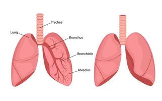 dessin de poumons humains. illustration de vecteur d'anatomie isolée sur fond blanc. poumons, trachée, bronches et bronchioles. infographie en style cartoon.