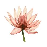 illustration aquarelle de fleur de lotus, nénuphar. dessin fleur transparente. isolé sur fond blanc. élément vintage pour la conception de cosmétiques, parfumerie. vecteur