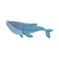 animal sous-marin rorqual bleu, vecteur mammifère marin