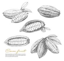 croquis de cacao, fèves de chocolat ou plante de cacao vecteur