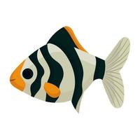 poisson d'aquarium barb et vecteur d'illustration d'eau de mer. animal de l'océan aquatique sous-marin et icône d'animal de compagnie de dessin animé marin tropical. faune exotique coloré mignon clipart et aqua race barbfish vie de la faune