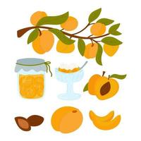 ensemble d'abricots. abricots de dessin animé avec des feuilles, des moitiés et des tranches de fruits. confiture de fruit. pêche fourrée, glace ou crème. un clipart isolé sur fond blanc. illustration vectorielle dessinés à la main vecteur