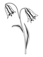jolies fleurs de jacinthe des bois dans un style dessiné à la main. illustration de stock de vecteur. isolé. griffonnage. plantes en noir et blanc. flore vecteur