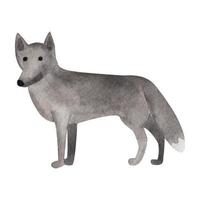 loup gris, illustration aquarelle vecteur