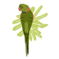 perroquet coloré dessiné à la main tropicale avec fond de feuille. collier perroquet vert prunes bec rouge. illustration vectorielle isolée sur fond blanc. vecteur