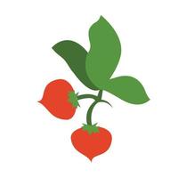 image vectorielle de légume rouge, il y a deux tomates avec une icône de feuille. vecteur