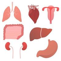 ensemble d'organes humains internes, objets d'anatomie du coeur, de l'estomac, du coeur, des poumons, des reins, du foie, de l'utérus pour des affiches médicales ou des dépliants scientifiques en style dessin animé isolés sur fond blanc vecteur