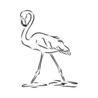 croquis de vecteur de flamant rose