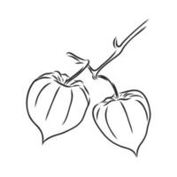 croquis de vecteur de physalis