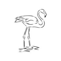 croquis de vecteur de flamant rose