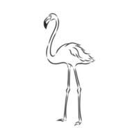 croquis de vecteur de flamant rose