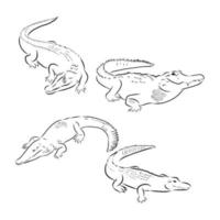 croquis de vecteur de crocodile