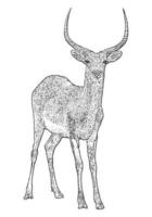 lechwe, illustration gravée de cerf, contour d'art en ligne d'animaux sauvages africains vecteur