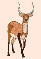 lechwe rouge, illustration gravée de cerf, animal sauvage africain vecteur