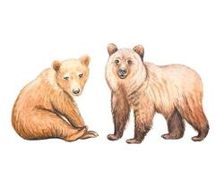 ours mignons. illustration aquarelle dessinée à la main vecteur