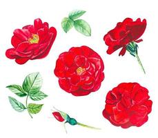 collection de boutons et de feuilles de roses rouges. illustration aquarelle dessinée à la main vecteur