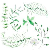 ensemble de feuilles de forêt aquarelle verte vecteur