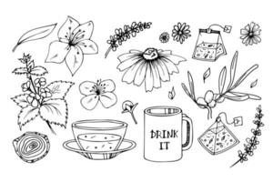 ensemble de vecteurs de tasse de thé à base de plantes. illustration de croquis dessinés à la main doodle vecteur