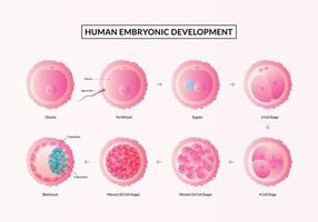 la première semaine de grossesse, étapes du développement embryonnaire humain de l'ovulation à l'implantation. vecteur