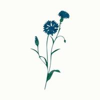 illustration vectorielle centaurée. fleur sauvage bleue dans un style aquarelle pour la conception de cartes ou de mariage. vecteur