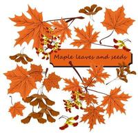 branche, graines et feuilles d'érable. ensemble de feuilles d'érable d'automne. Clipart feuilles d'érable d'automne une graines isolées sur fond blanc vecteur