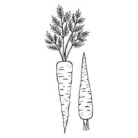 contour de carotte. illustration vectorielle dessinés à la main. produit du marché agricole, légume isolé. vecteur