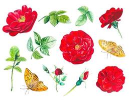 collection de boutons et de feuilles de roses rouges. aquarelle dessinée à la main vecteur