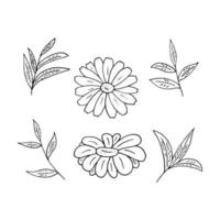 feuilles de camomille et de thé dessinées à la main dans un style doodle. vecteur, minimalisme, monochrome, scandinave. icône, autocollant vecteur