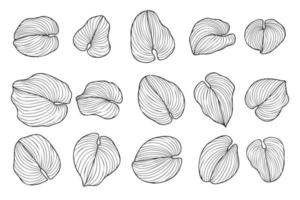 ensemble de feuilles tropicales hosta sieboldiana ou funkia sina, feuille d'encre exotique dessinée à la main avec des lignes courbes illustration vectorielle botanique de plantes d'été pour les modèles d'arrière-plan de motifs esthétiques vecteur