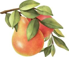 fruit aquarelle mûr dessiné à la main sur clipart de fond blanc. vecteur