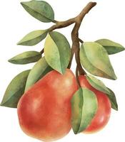 fruit aquarelle mûr dessiné à la main sur clipart de fond blanc. vecteur