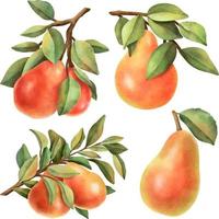 fruit aquarelle mûr dessiné à la main sur clipart de fond blanc. vecteur