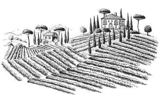 paysage de plantation de vigne. illustration vectorielle dessinés à la main. vecteur