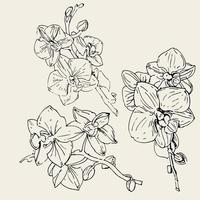 fleur de vecteur d'orchidée. illustration d'encre isolée.