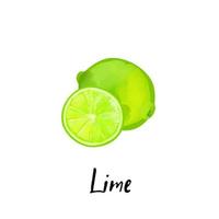 Illustration d'une tranche de citron vert isolé sur fond blanc vecteur