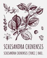 schisandra chinensisi branche de schisandra avec feuilles et baies. baies de magnolia. cosmétique et plante médicinale. illustration vectorielle dessinée à la main. vecteur