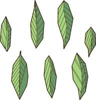 feuilles géométriques dessinées à la main colorées, dessin au trait de feuilles d'ylang-ilang, ensemble de symboles isolés, modèle de livre de coloriage. vecteur