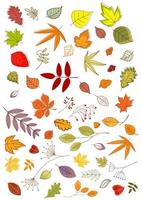 feuilles et inflorescences d'automne vecteur