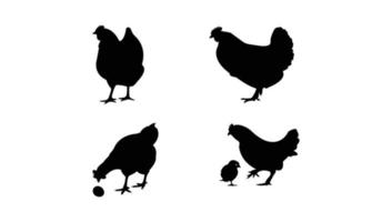 silhouettes de poulet poule. illustration vectorielle vecteur