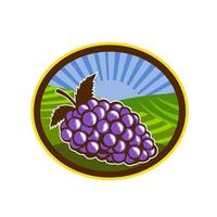 raisins vignoble ferme ovale gravure sur bois vecteur
